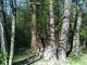 Garden, Třinec / Oldřichovice - photo nr.23