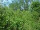 Lots / Land, Ostrava / Radvanice - photo nr.3