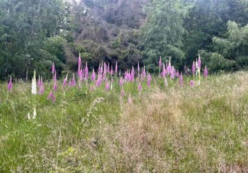 Pozemek na prodej, Košařiska