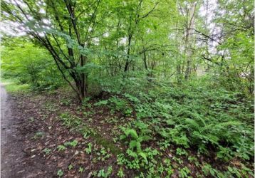 Zahrada na prodej, Orlová / Město