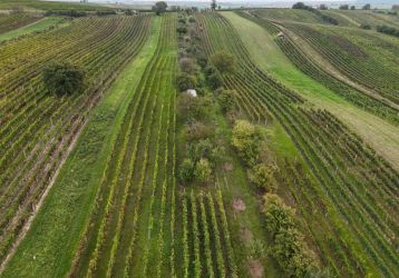 Pozemek na prodej, Čejkovice