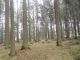 Pozemek, Žďár nad Sázavou / Stržanov - fotografie č. 6