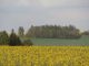 Zemědělský pozemek, Žďár nad Sázavou / Žďár nad Sázavou 2 - fotografie č. 3