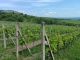 Pozemek, Klentnice - fotografie č. 2