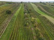 Pozemek na prodej, Čejkovice