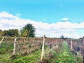 Pozemek na prodej, Prušánky